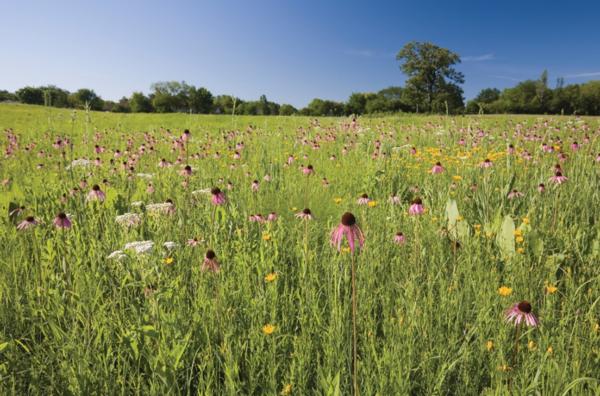 MN Seed Mixes
